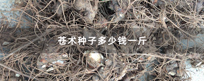 苍术