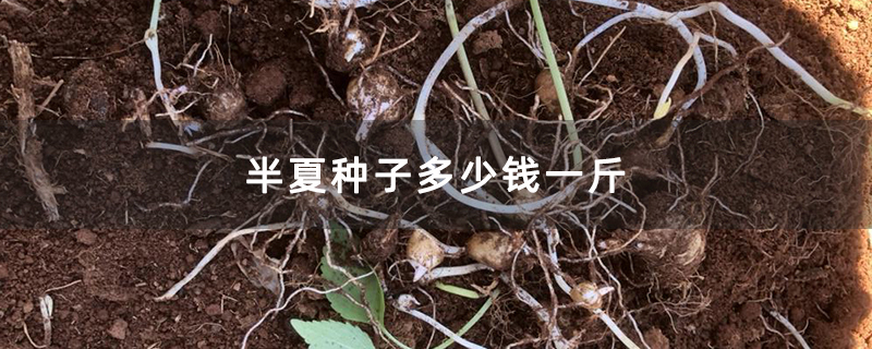 半夏种子多少钱一斤