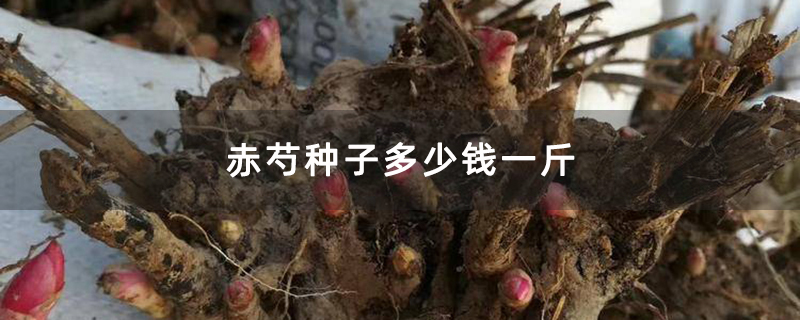 赤芍种子多少钱一斤