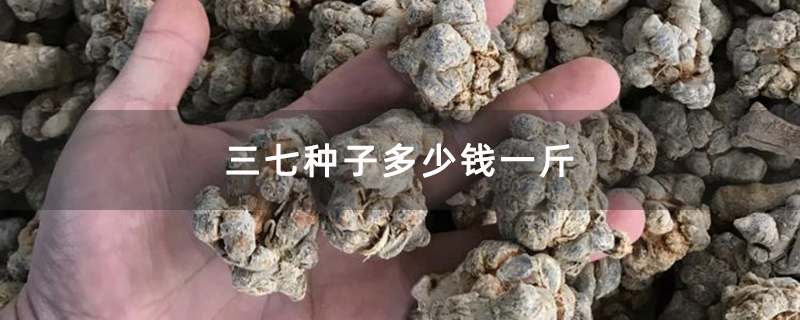 三七种子多少钱一斤