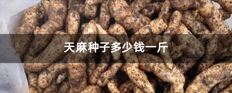 天麻种子多少钱一斤 天麻种子多少钱一斤