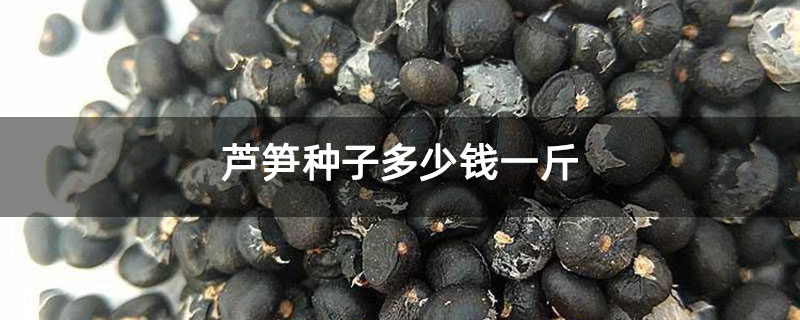 芦笋种子多少钱一斤