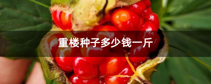 重楼种子多少钱一斤 重楼种子多少钱一斤