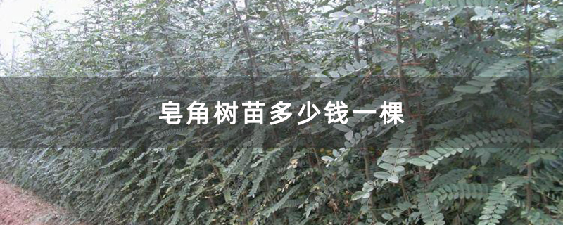 皂角树苗多少钱一棵
