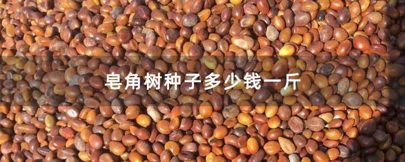 皂角树种子多少钱一斤