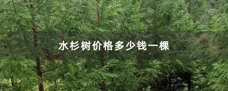 水杉树价格多少钱一棵