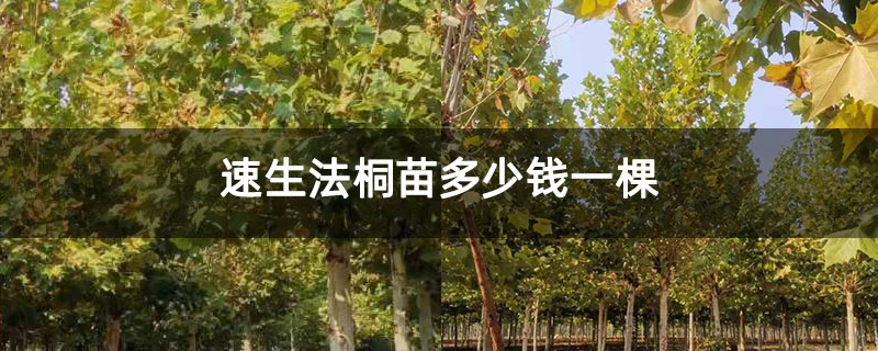 速生法桐苗多少钱一棵