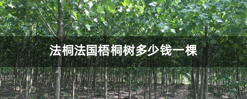法桐法国梧桐树多少钱一棵 法桐法国梧桐树多少钱一棵