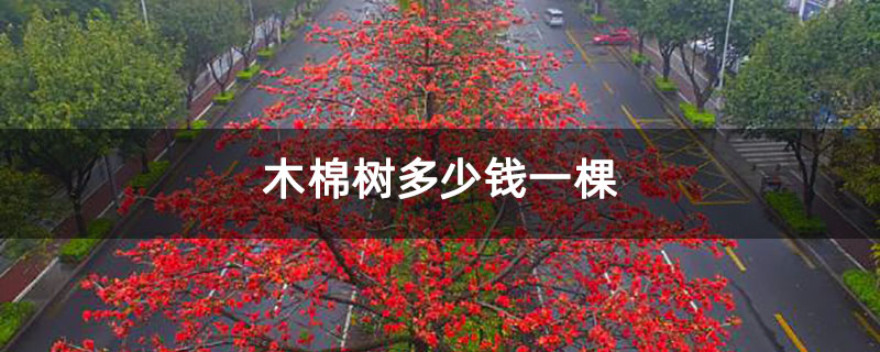 木棉树多少钱一棵