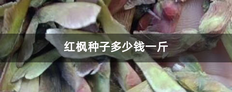 红枫种子多少钱一斤