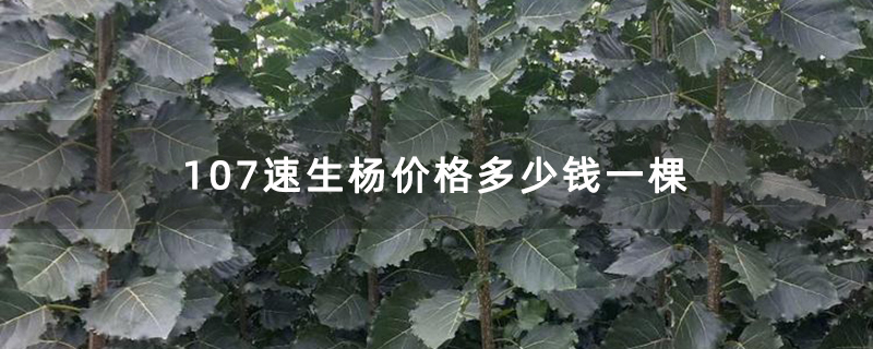 107速生杨价格多少钱一棵