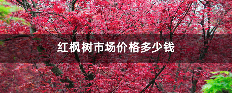 红枫树市场价格多少钱