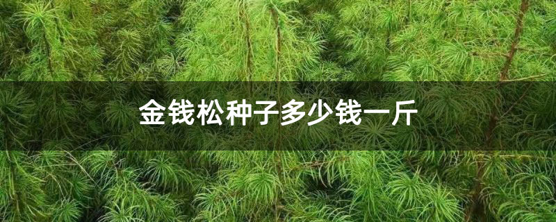 金钱松种子多少钱一斤 金钱松种子多少钱一斤