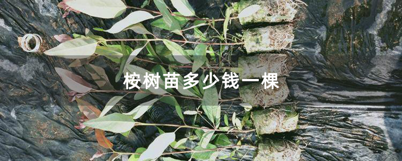 桉树苗多少钱一棵