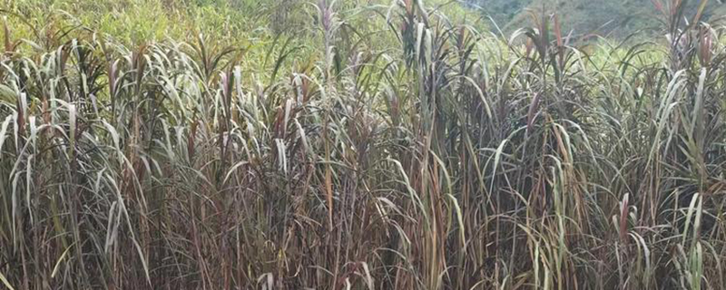 象草种植基地