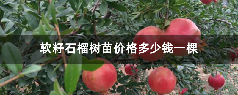 软籽石榴树苗价格多少钱一棵