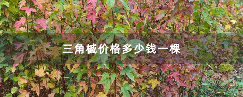 三角槭小苗