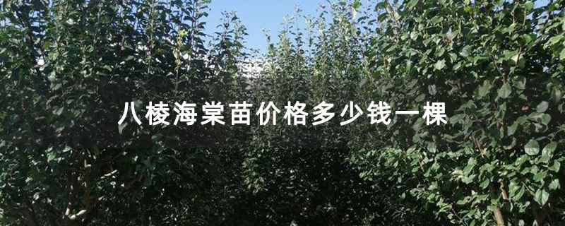八棱海棠苗价格多少钱一棵