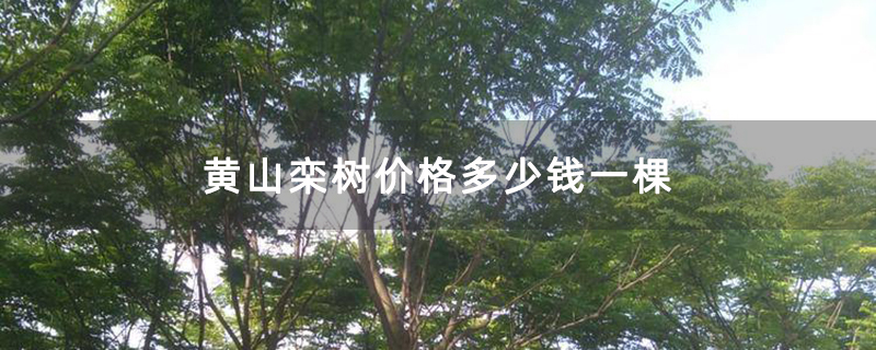 黄山栾树价格多少钱一棵