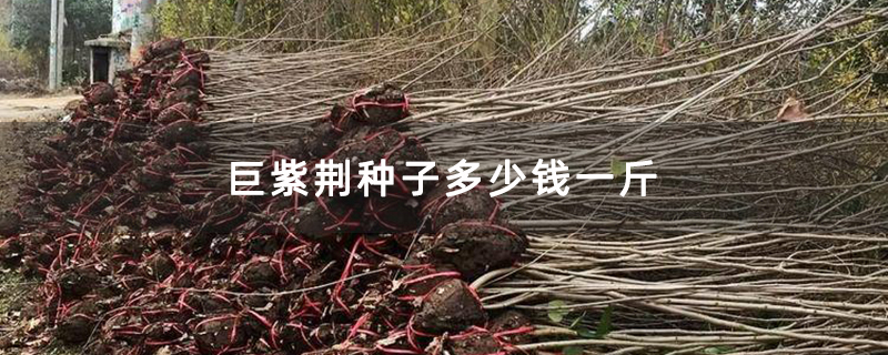 巨紫荆种子多少钱一斤