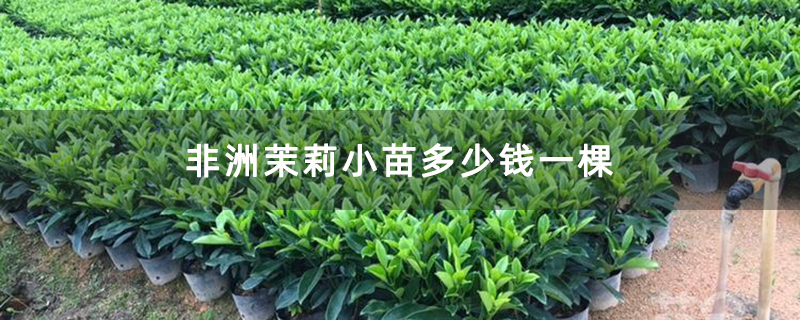 非洲茉莉小苗多少钱一棵