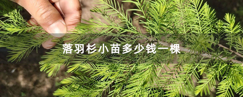 落羽杉小苗多少钱一棵