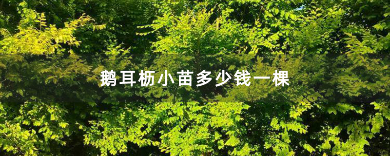 鹅耳枥小苗多少钱一棵