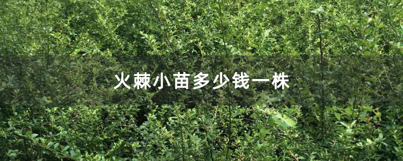 火棘小苗多少钱一株