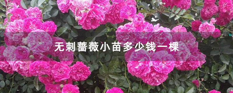无刺蔷薇小苗多少钱一棵