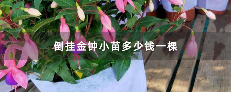 倒挂金钟小苗多少钱一棵