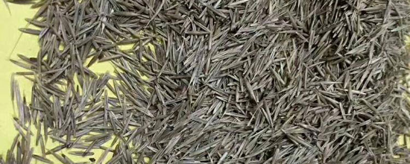鼠茅草对果树的危害 鼠茅草对果树的危害