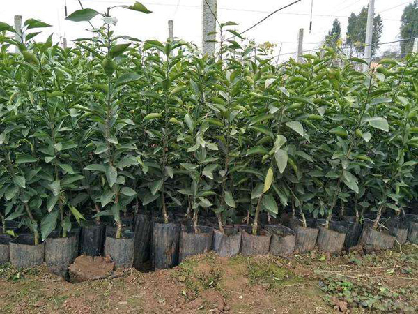 无核沃柑苗多少钱一株？沃柑种植技术与管理