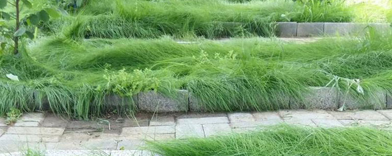 鼠茅草种子什么时间种植