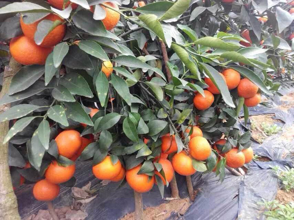 沃柑苗