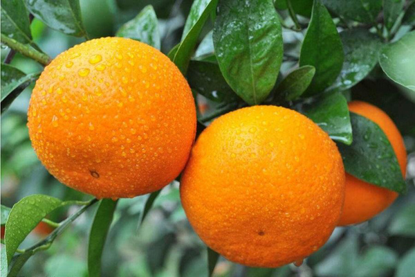沃柑苗价格多少钱一棵?沃柑种植技术要点