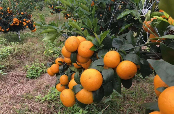 沃柑苗