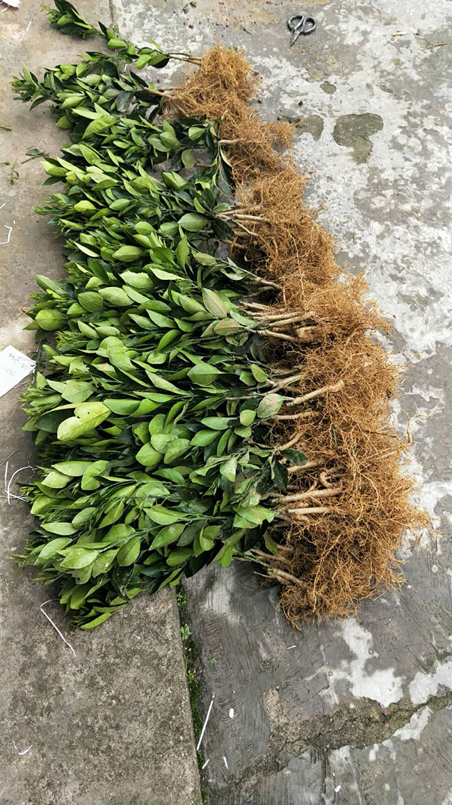 沃甘橘种苗多少钱一棵