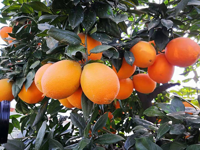 明日见柑苗多少钱一株?柑橘品种有哪些?
