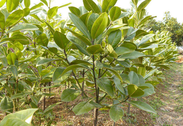 广玉兰小苗价格多少钱一棵？玉兰树种子种植方法