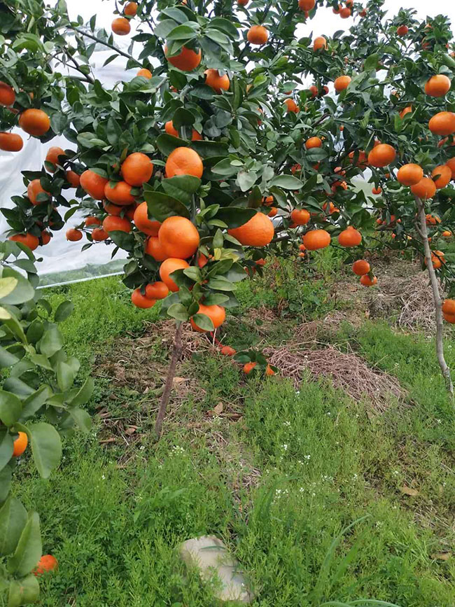 脐橙苗