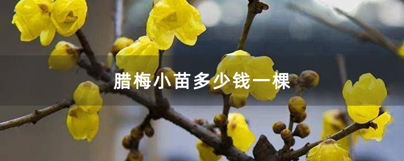 腊梅小苗多少钱一棵