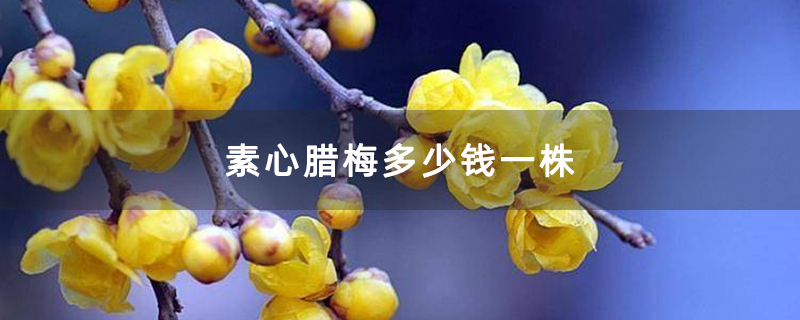素心腊梅多少钱一株