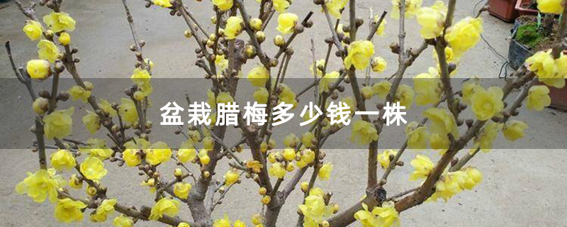 盆栽腊梅多少钱一株
