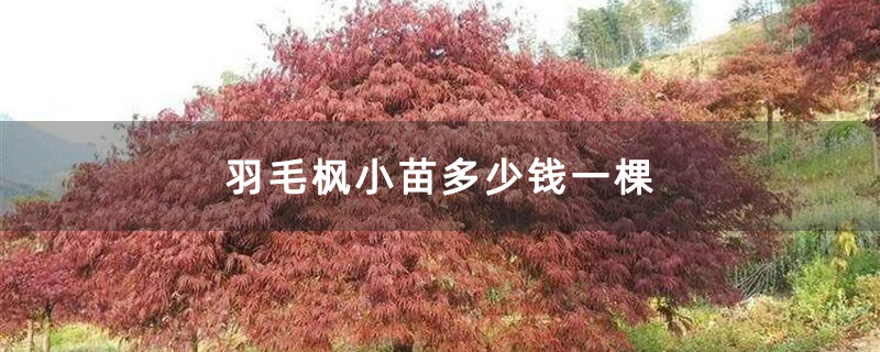 羽毛枫小苗多少钱一棵