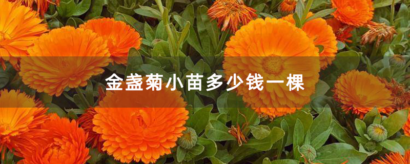 金盏菊小苗多少钱一棵