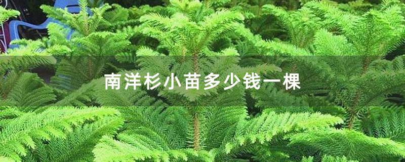 南洋杉小苗多少钱一棵