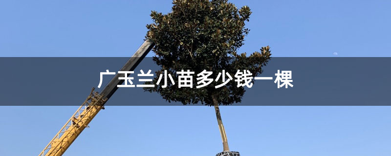广玉兰小苗多少钱一棵