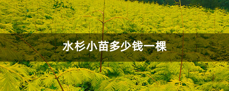 水杉小苗多少钱一棵