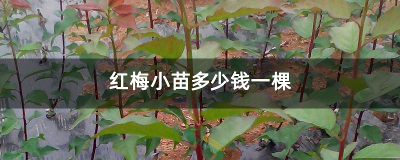 红梅小苗多少钱一棵