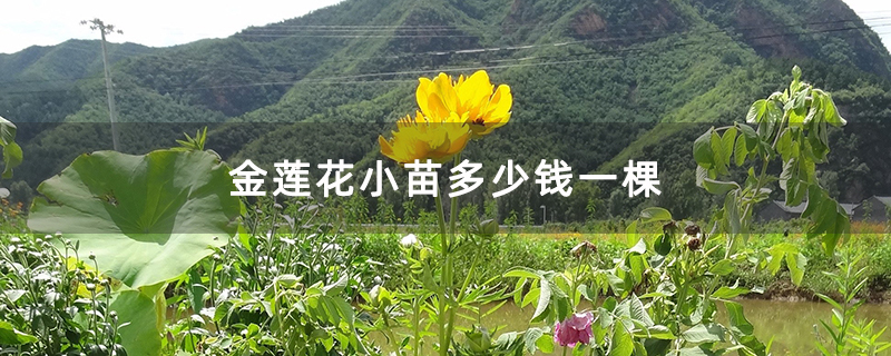 金莲花小苗多少钱一棵